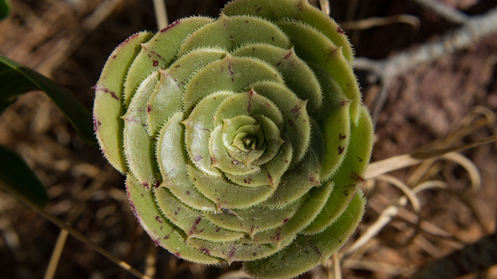 cactus plant - casa sol y luz