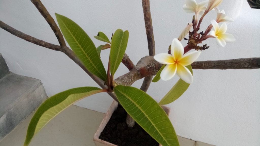 frangipani tree - casa sol y luz